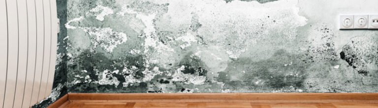 mold assessment process 768x221