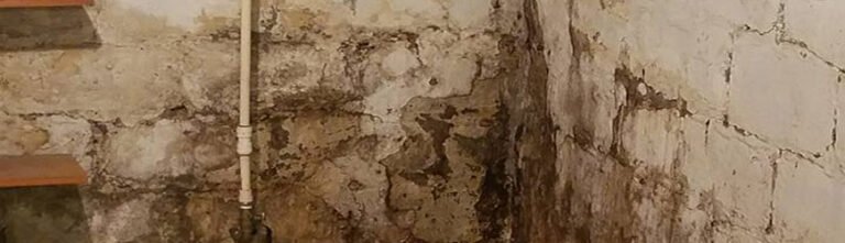 understanding the mold problem 768x221