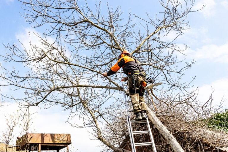 large tree removal specialists springfield missouri 768x512