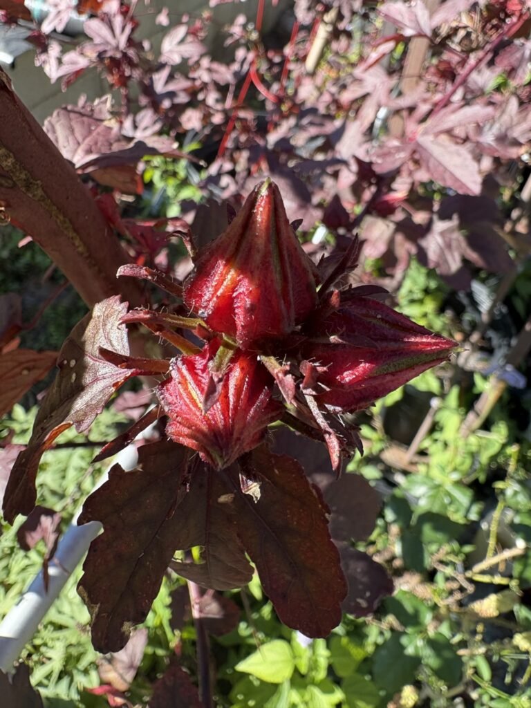 thumbnail IMG 3562 768x1024