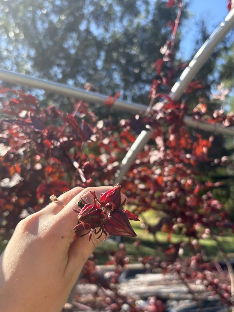 thumbnail IMG 3563 768x1024