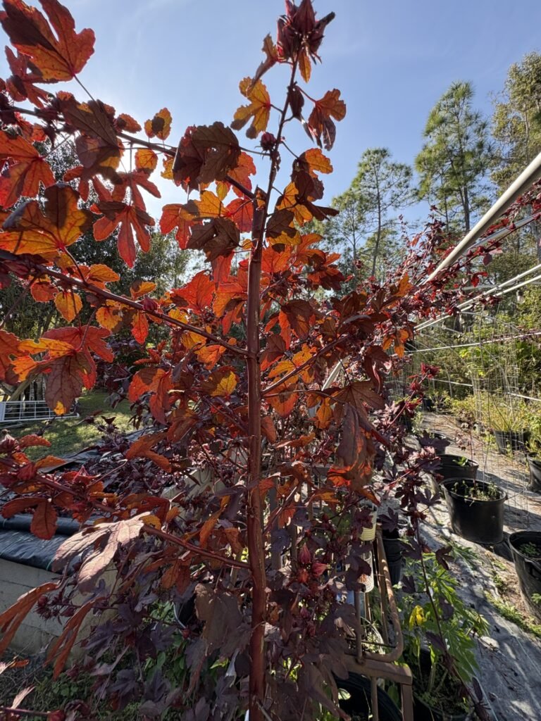 thumbnail image2 768x1024