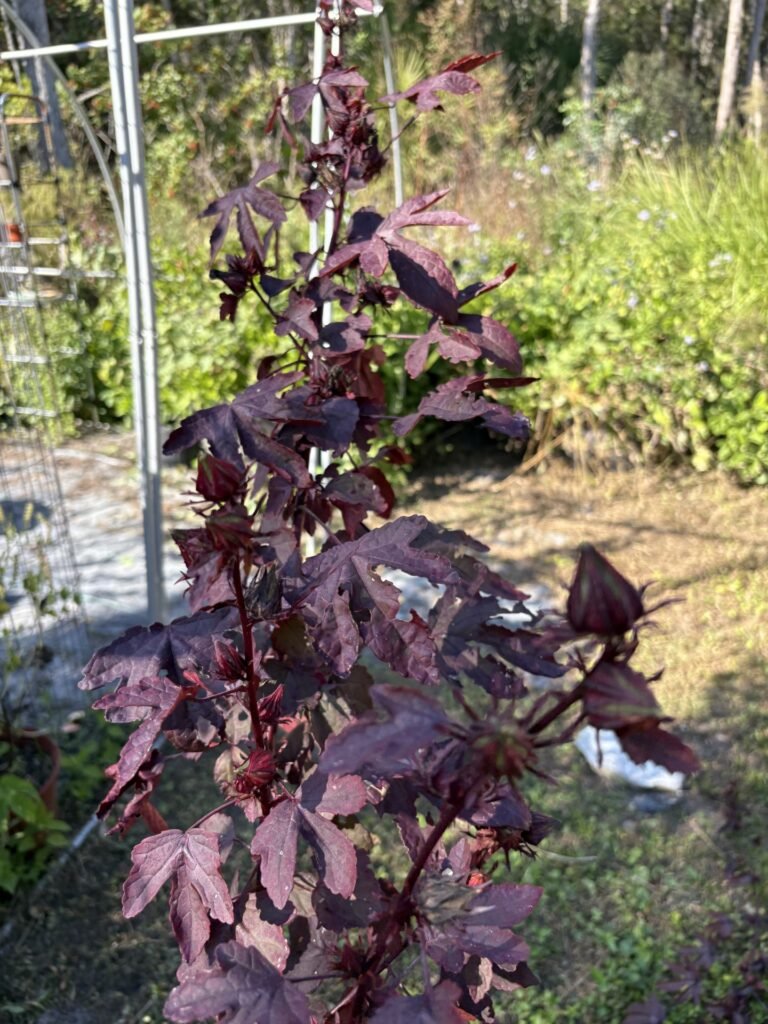 thumbnail image3 768x1024