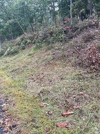 Professional tree trimming