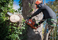 Tree cutting service