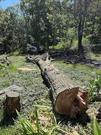 Tree removal services near me