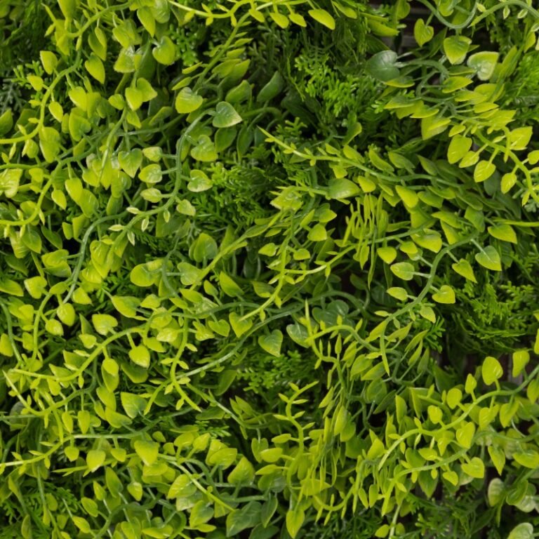 imgi 44 fern shot 2 768x768