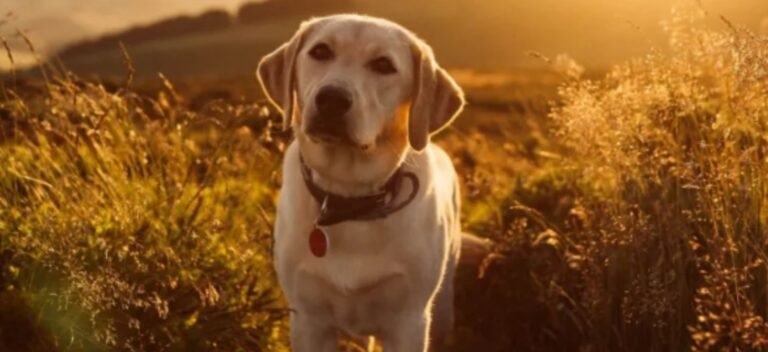 Untitled design 13 768x352