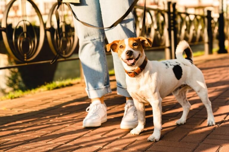 pet care adoption cropped portrait of a little cute dog jack russell terrier walking with owner 1024x683 1 768x512