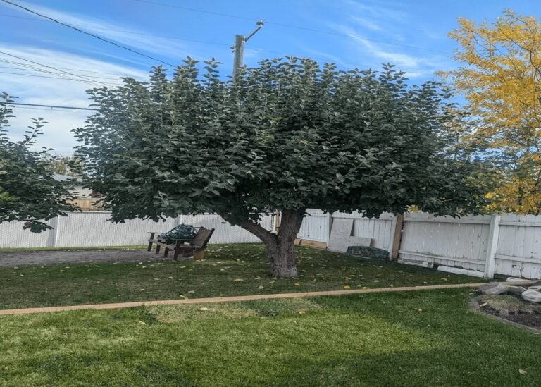 apple tree before removal 768x549
