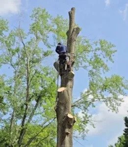 imgi 29 img01 TreeRemoval 261x300 1
