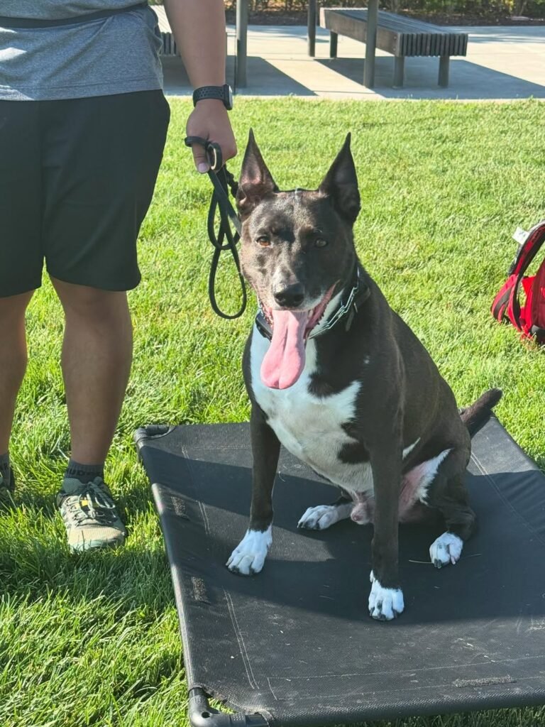 board and train dog training 768x1024
