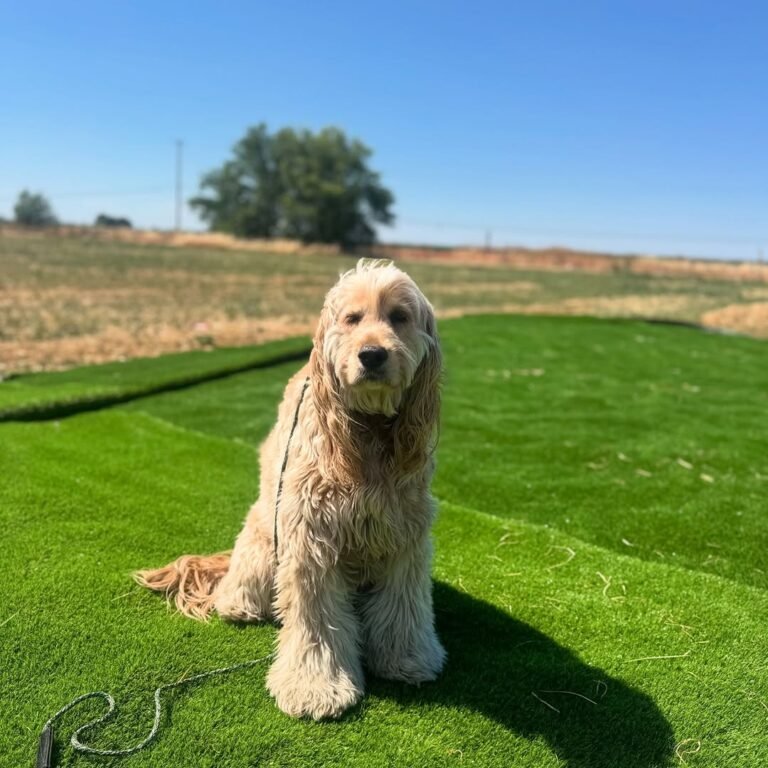 dog aggression training sacramento 768x768