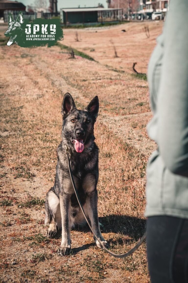 dog behavior modification program