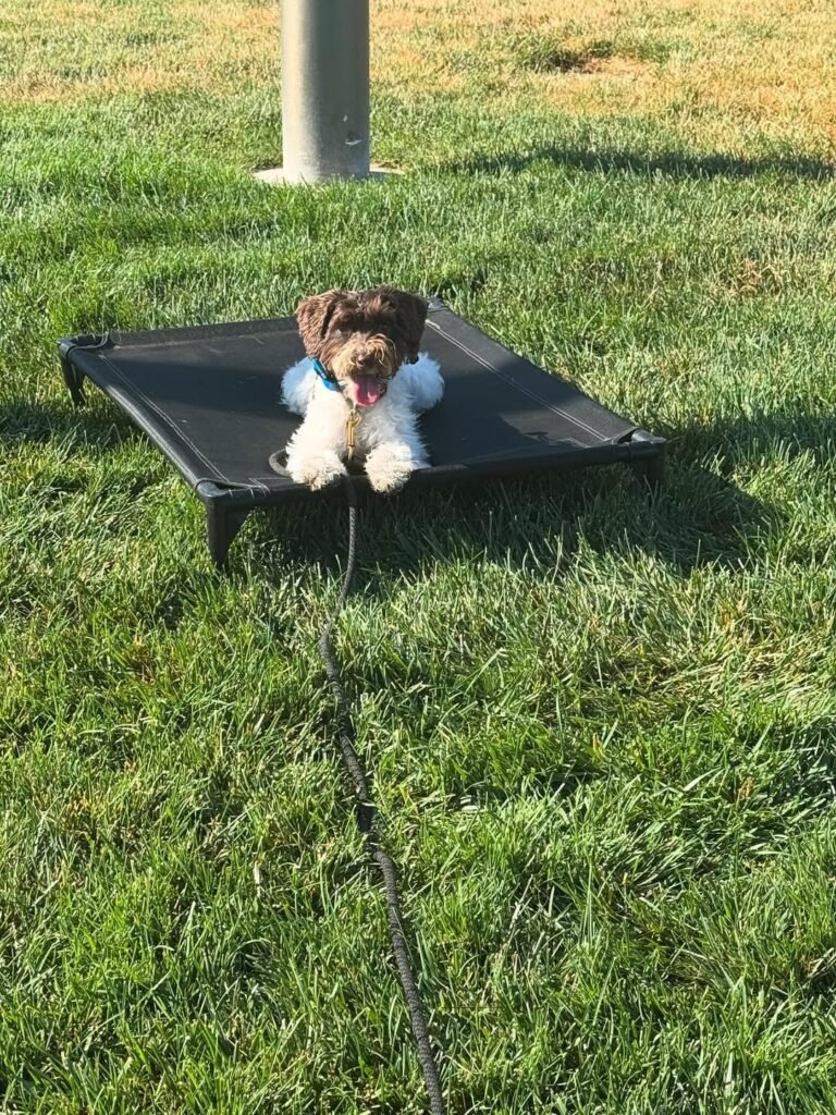 dog obedience training 768x1024