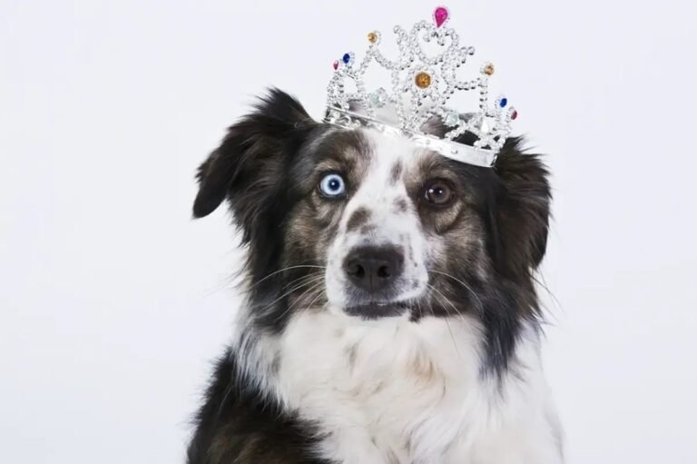 Mobile Pet Grooming 1 768x511