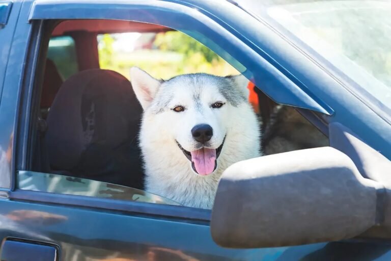 a white siberian husky in a car looking out the o 2025 01 08 10 36 59 utc 768x512