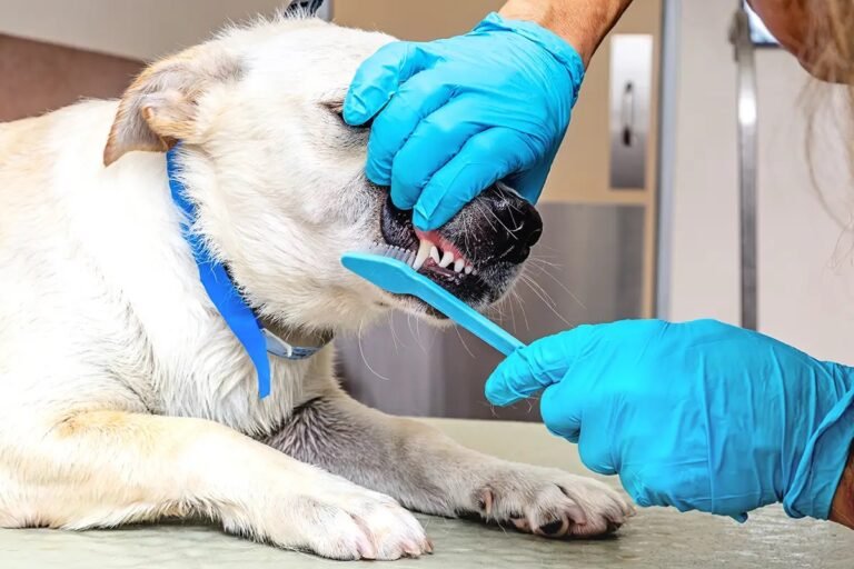 groomer brushing teeth of dog at salon 2024 09 19 02 38 18 utc 768x512