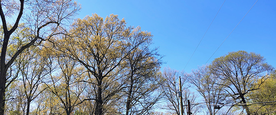 Tree trimming in Lafayette LA – Maintain healthy and beautiful trees
