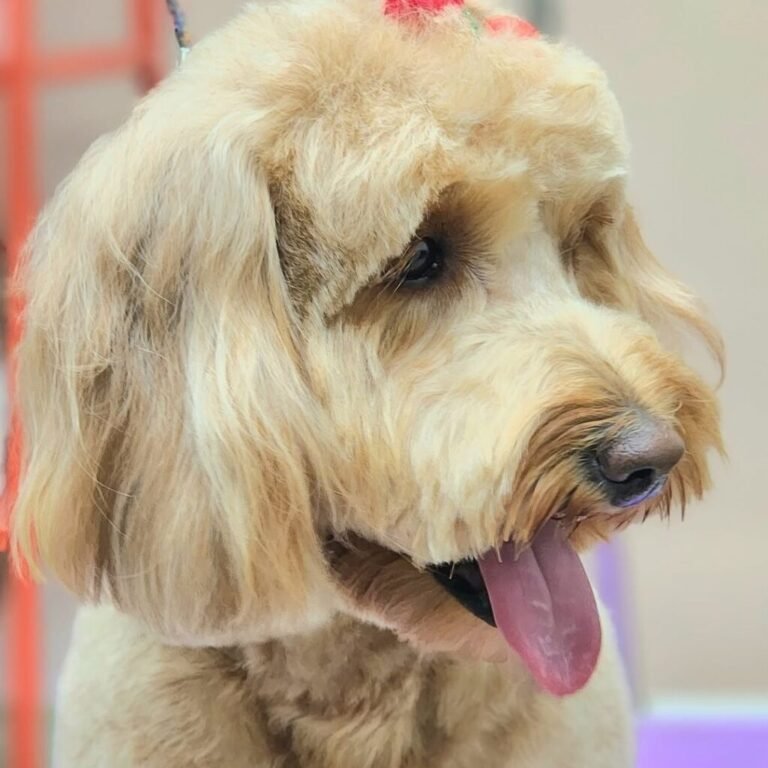 goldendoodle spa day groom red bow miami barky lounge 1024x1024 1 768x768