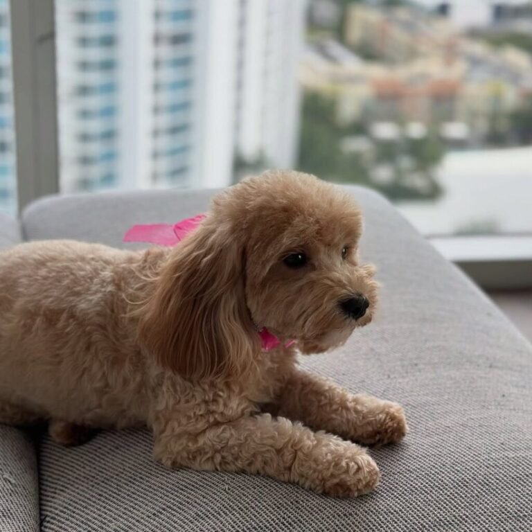 mini goldendoodle puppy groom pink bow miami barky lounge 1024x1024 1 768x768