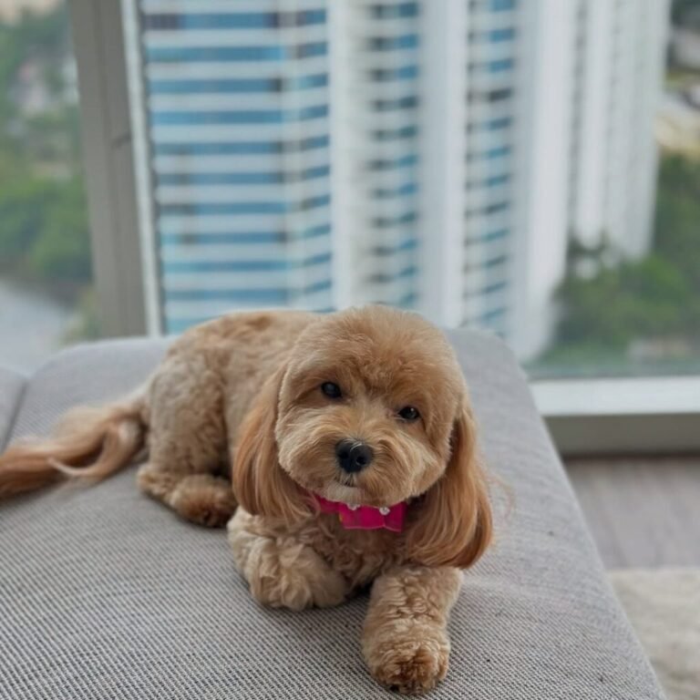 mini goldendoodle puppy haircut fresh groom miami barky lounge 1024x1024 1 768x768