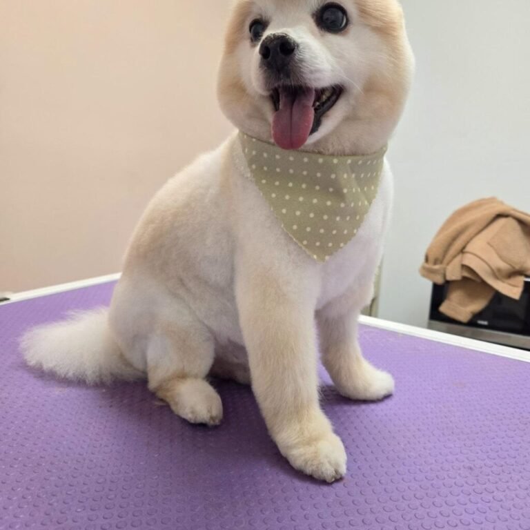 pomeranian groom polka dot bandana sitting miami barky lounge 1024x1024 1 768x768