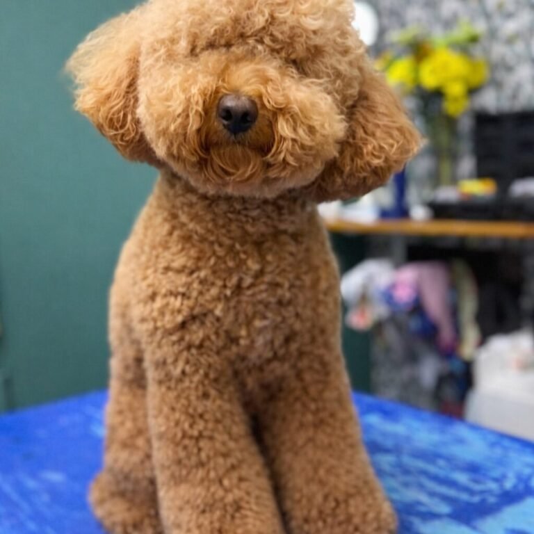 poodle teddy bear cut miami barky lounge 1024x1024 1 768x768