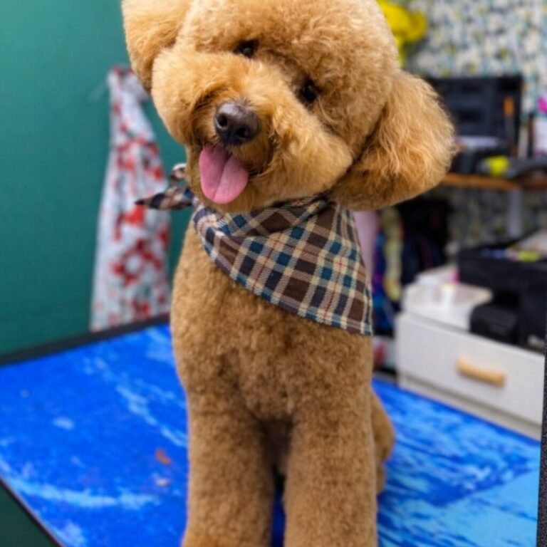 poodle teddy bear cut plaid bandana miami barky lounge 1024x1024 1 768x768