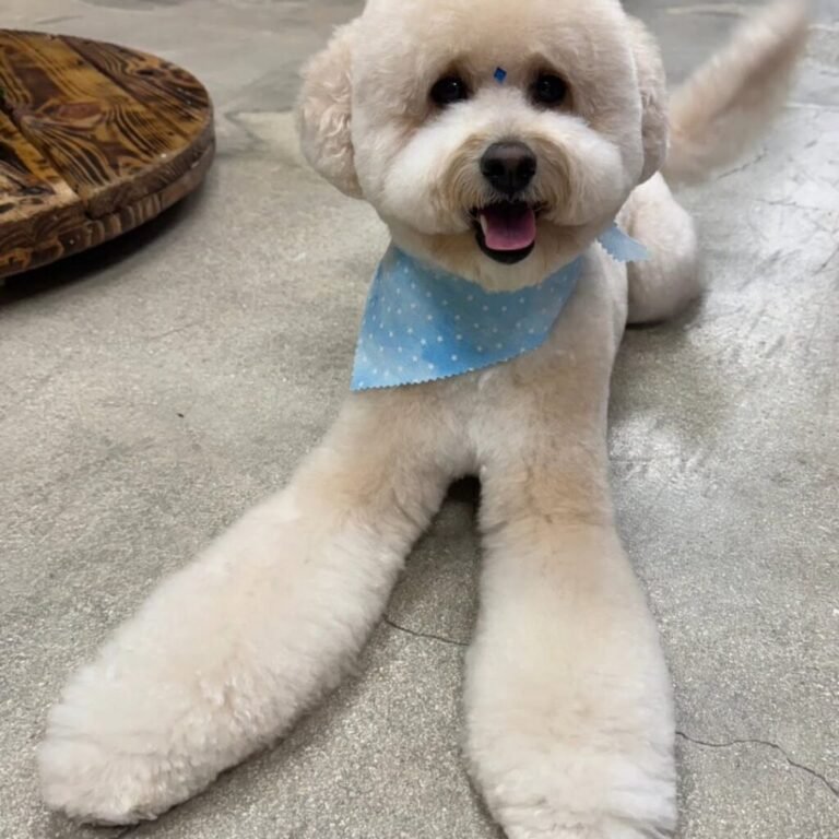 teddy bear cut dog blue star bandana lying miami barky lounge 1024x1024 1 768x768